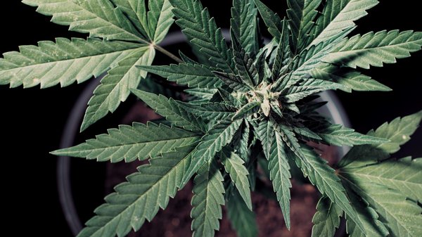 Comment différencier un bon hasch cbd d'un mauvais ?